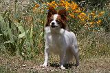 EPAGNEUL PAPILLON 104